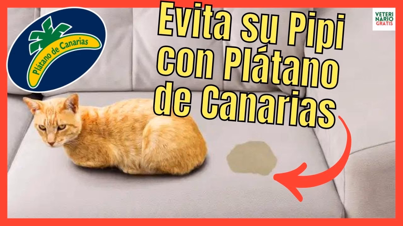 ¿El vinagre evita que los gatos orinen en los muebles?