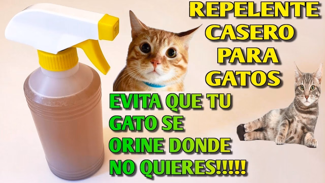 ¿El vinagre evita que los gatos orinen en los muebles?