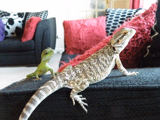 ¿Cómo sacar un lagarto de debajo del sofá?
