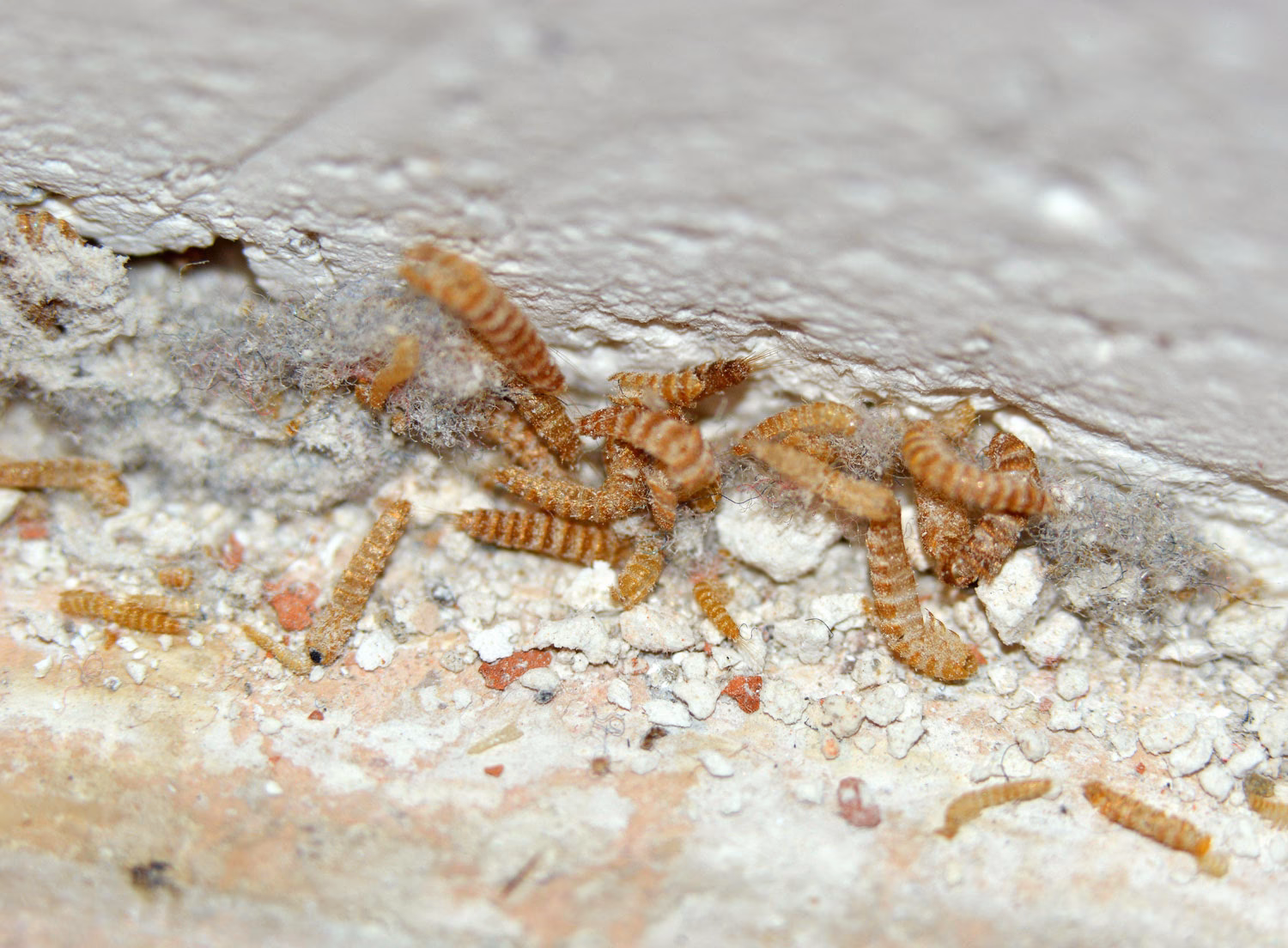 ¿Qué hago si encuentro larvas en mi casa?