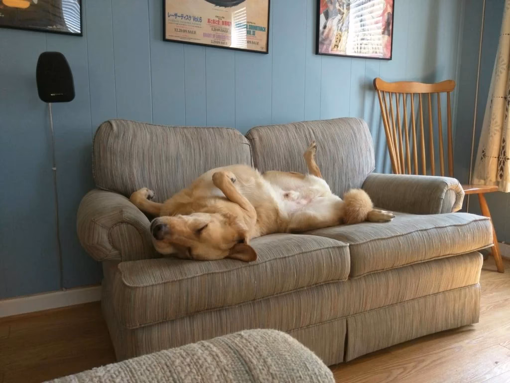 ¿Por qué mi perro tiene un lugar favorito en el sofá?