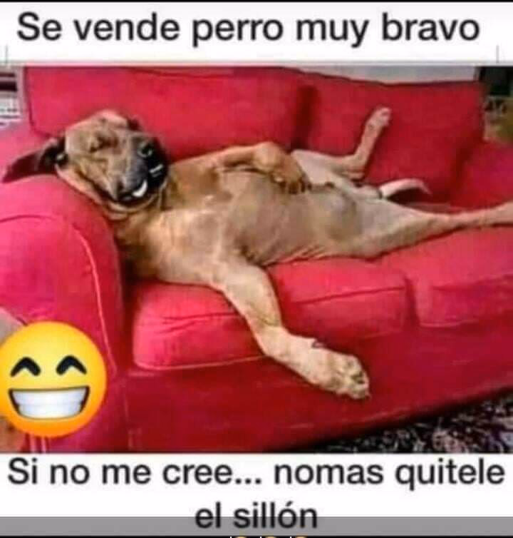 ¿Cómo se llama el perro de la ansiedad meme?