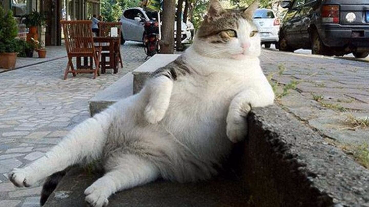 ¿Cómo se llama el meme del gato en la mesa?