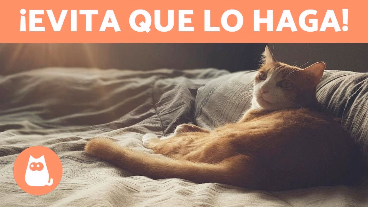 ¿Cómo disciplinar a un gato por trepar?