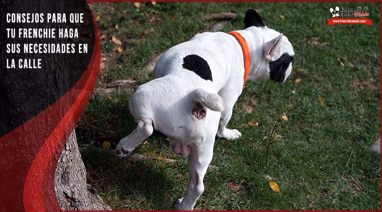 ¿Por qué mi perro se hace del baño en el sofá?