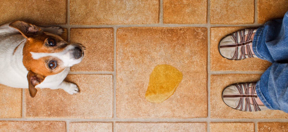 ¿Por qué mi perro hizo caca en mi sofá?