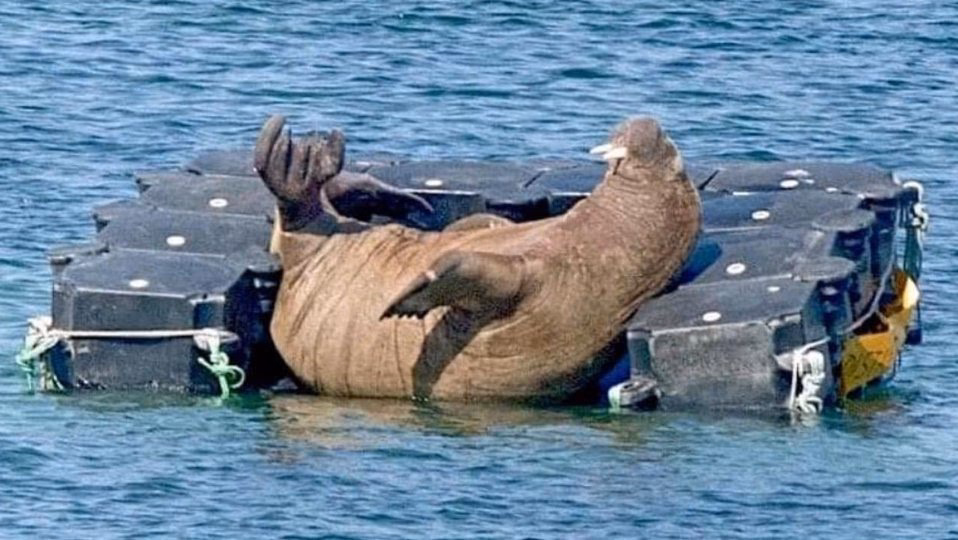 ¿Qué es una morsa en carpintería?