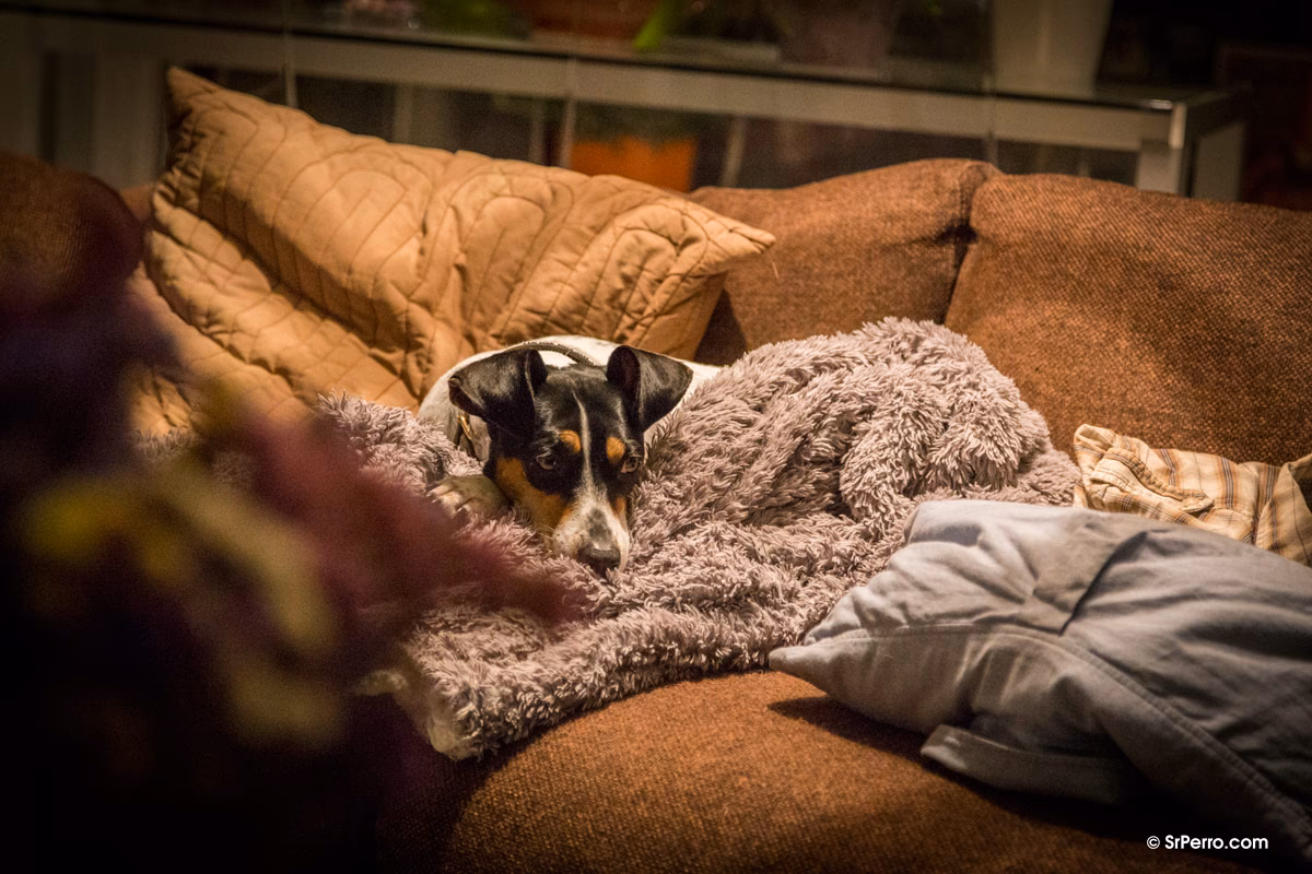 ¿En qué momento debo preocuparme por el vómito de mi perro?