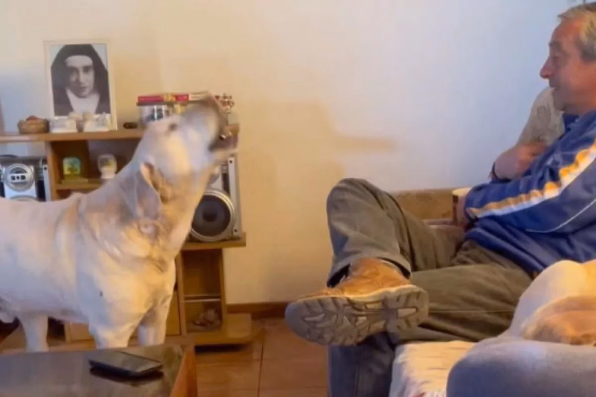 ¿Qué hacer si mi perro tiene dependencia de mí?