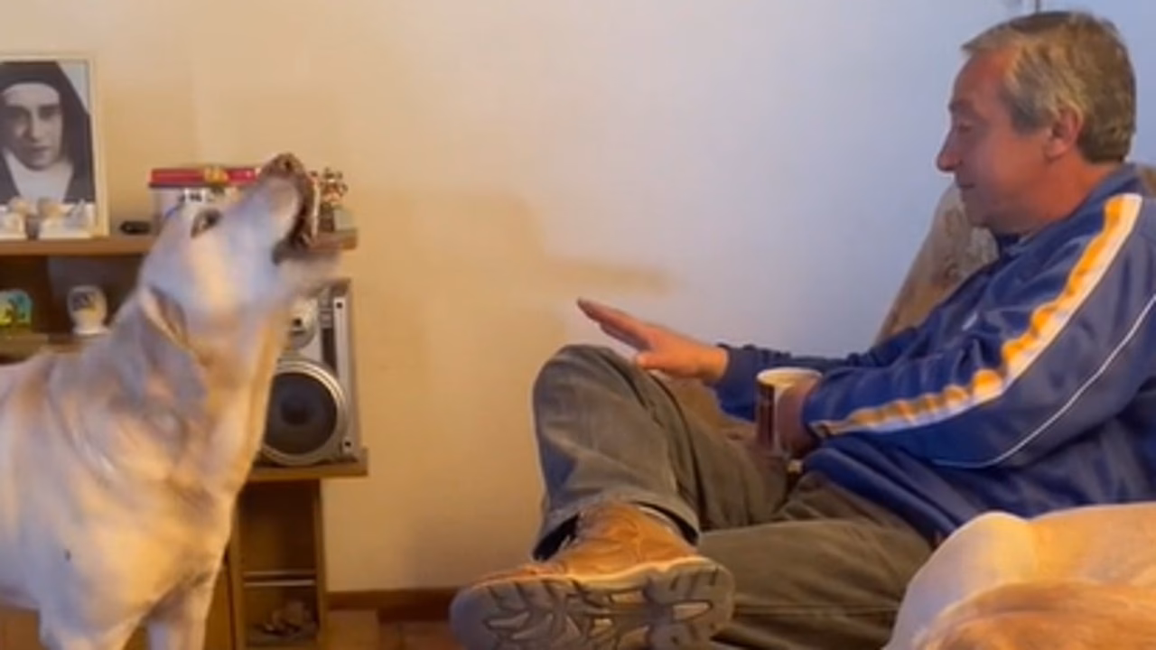 ¿Cómo se llama el perro que esperó a su dueño?