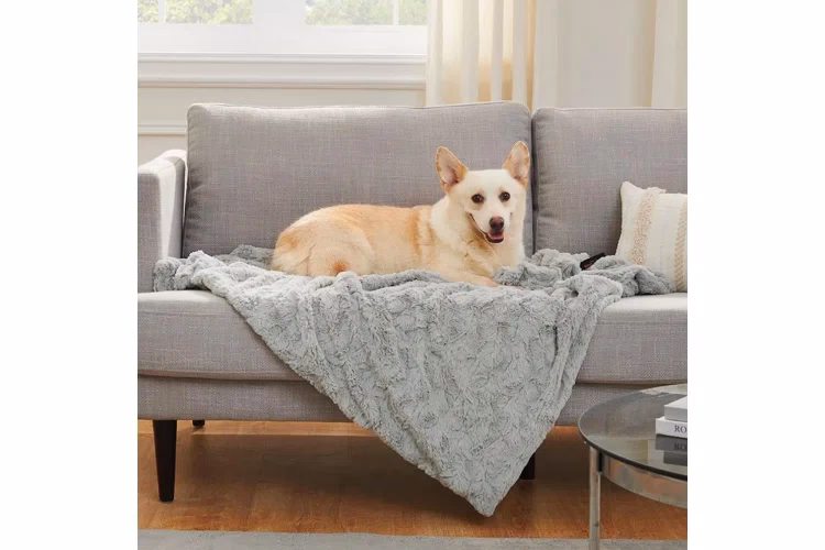 What type of sofa is best if you have dogs?
