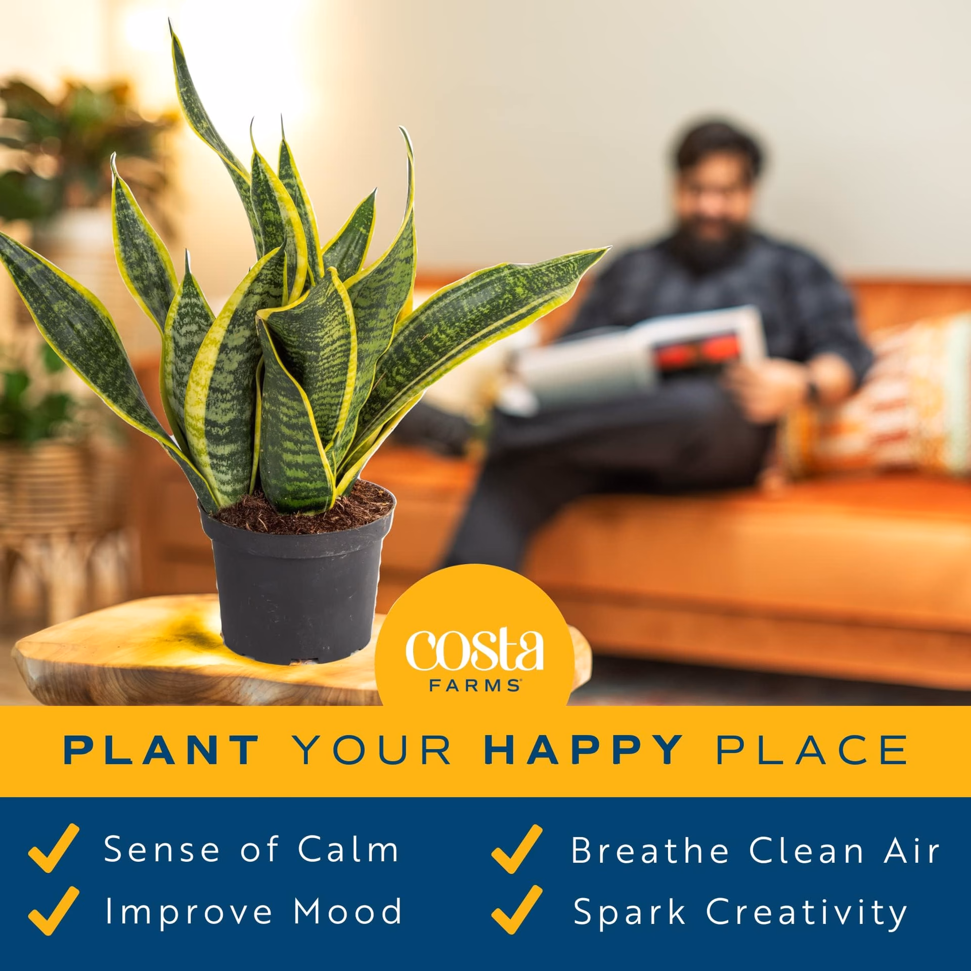 ¿Qué significa tener una planta suculenta en la casa?