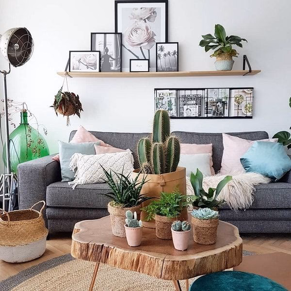 ¿Es una suculenta una buena planta de oficina?