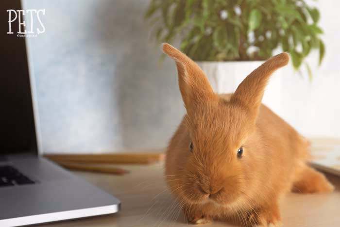 ¿Cómo quitar pis de conejo del sofá?