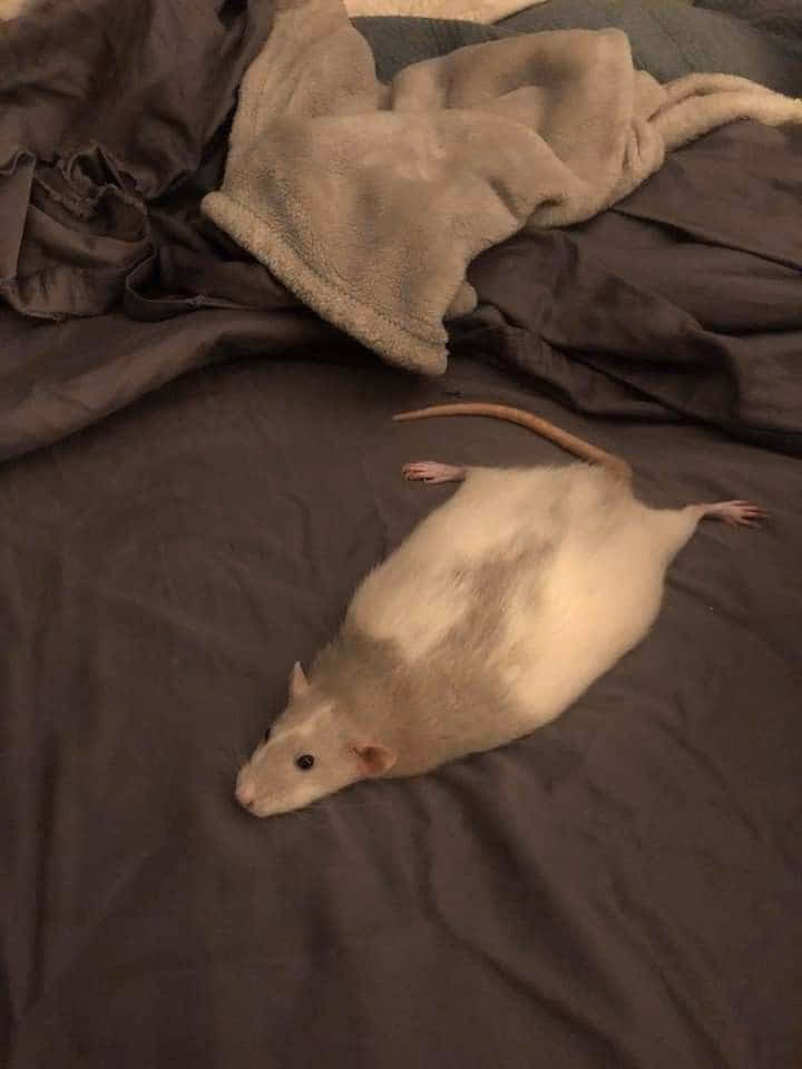 ¿Qué significan las ratas en lo espiritual?