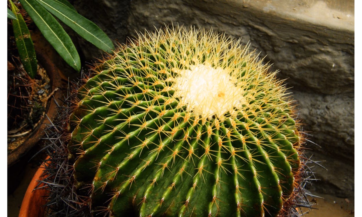 ¿Cómo puedo cuidar un cactus asiento de suegra?