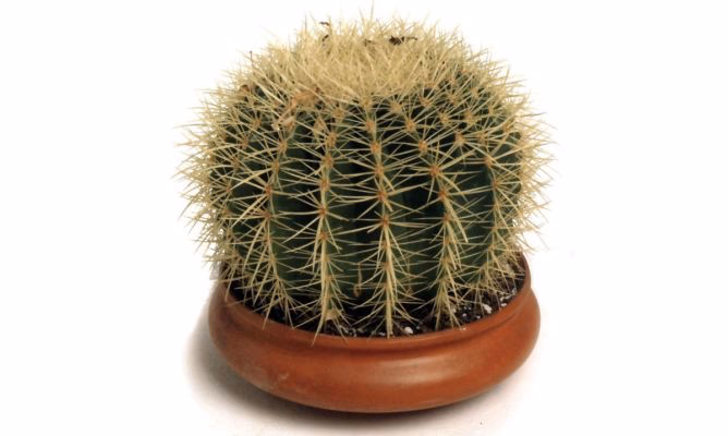 ¿Cuánto tarda en crecer el cactus asiento de suegra?